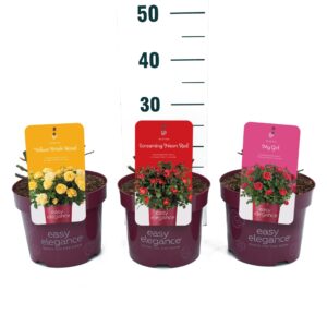 Rosa Rosa 'Mix' - Struik - P19 - Easy Elegance
(1 Plants/Order)(19cmP 25cmH)