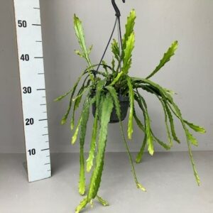 Epiphyllum Epiphyllum Dietmar Paetz
(5 Plants/Order)(14cmP 35cmH)