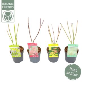 Acer palmatum Acer palm. diverse mix
(12 Plants/Order)(10cmP 40cmH)