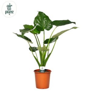Alocasia cucullata Alocasia Cucullata p21
(1 Plants/Order)(21cmP 75cmH)