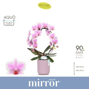 Phalaenopsis other Mirror Miracle Jasmine 2 spike in Molise Lilac Aquo
(6 Plants/Order)(12cmP 50cmH)