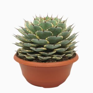Agave other Macroacantha Agave potatorum variegata 35 cm
(1 Plants/Order)(35cmP 35cmH)