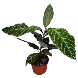 other plants Labisia Gigantifolia
(9 Plants/Order)(10.5cmP 15cmH)