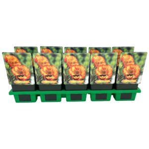 Geum rivale Geum 'Mango Lassi' P11
(10 Plants/Order)(11cmP 25cmH)