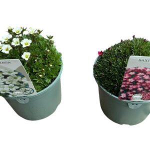 Saxifraga other red Saxifraga mix
(1 Plants/Order)(17cmP 30cmH)