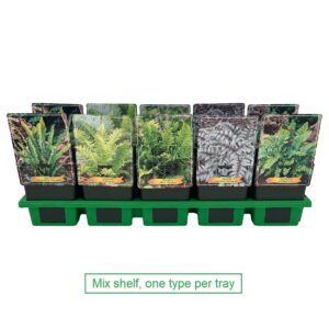 Varens mixed Varen mix laag P11
(10 Plants/Order)(11cmP 25cmH)