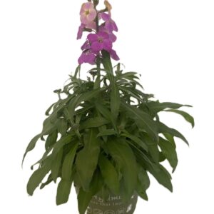 Erysimum Leya Purple Glow Erysimum Leya Purple Glow
(8 Plants/Order)(13cmP 25cmH)