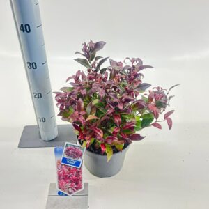 Leucothoe axillaris Zeblid Leucothoe 'Zeblid'
(1 Plants/Order)(17cmP 20cmH)