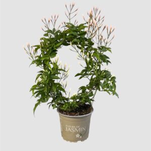 Jasminum polyanthum Jasminum polyanthum 200+ knoppen
(10 Plants/Order)(12cmP 40cmH)