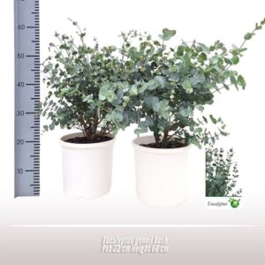 Eucalyptus gunnii Eucalyptus gunnii struik
(1 Plants/Order)(22cmP 80cmH)
