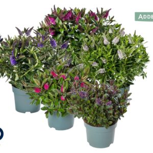 Hebe Addenda Hebe Addenda struik mix p17 per laag
(6 Plants/Order)(17cmP 35cmH)