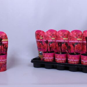 Paeonia Paeonia 12CM C1 red Longlife
(10 Plants/Order)(12cmP 35cmH)