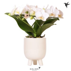 Phalaenopsis Multiflora Kolibri Orchids Phalaenopsis Halo white in Gummy Pot travertine
(3 Plants/Order)(9cmP 30cmH)