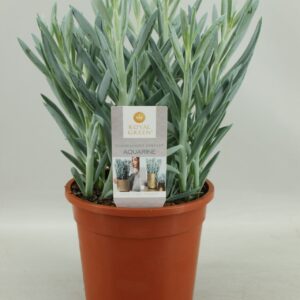 Curio ficoides Mount Everest everst 17cm
(6 Plants/Order)(17cmP 40cmH)