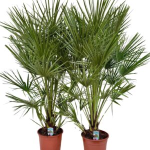 Chamaerops humilis Chamaerops humilis P26
(1 Plants/Order)(26cmP 140cmH)