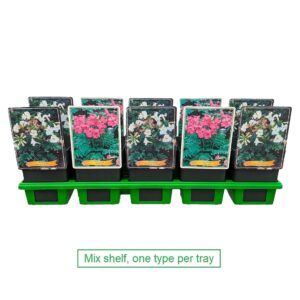 Incarvillea Incarvillea mix laag P11
(10 Plants/Order)(11cmP 25cmH)