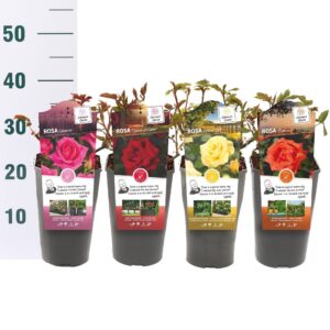 Rosa Rosa 'Mix Grootbloemig' - Struik - C3rp - Categorie 1
(6 Plants/Order)(19cmP 15cmH)