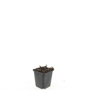 Aster ageratoides Asran Aster ageratoides 'Asran'
(12 Plants/Order)(9cmP 5cmH)