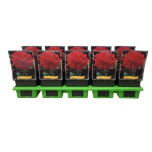 Paeonia Inspecteur Paeonia lactiflora 'Inspecteur Lavergne' P11
(10 Plants/Order)(11cmP 25cmH)