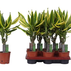 Dracaena Golden King Dracaena Golden King, 11 cm Pot
(8 Plants/Order)(11cmP 45cmH)