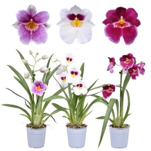 Miltonia Miltonia 1 spike 12 cm
(10 Plants/Order)(12cmP 55cmH)