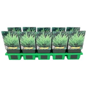 Blechnum spicant Blechnum spicant P11
(10 Plants/Order)(11cmP 25cmH)