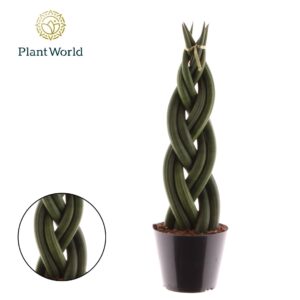 Sansevieria Cylindrica Sansevieria cylindrica 'Twist'
(11 Plants/Order)(10.5cmP 35cmH)