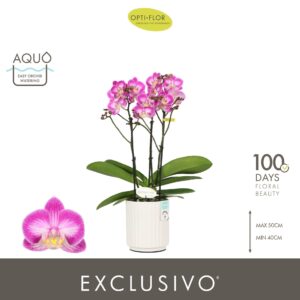 Phalaenopsis Multiflora Exclusivo Cupido 3 spike in Molise White Aquo
(6 Plants/Order)(12cmP 45cmH)