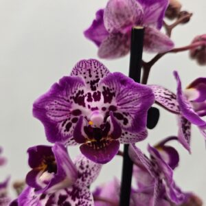 Phalaenopsis other Limited 07 Week 9
(10 Plants/Order)(12cmP 45cmH)