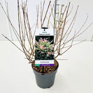 Salix integra Hakuro Nishiki Salix integra 'Hakuro-nishiki' 50-60C5
(1 Plants/Order)(23cmP 70cmH)