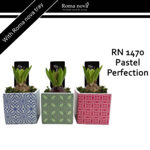 Hyacinthus Arrangement 1470 - Pastel Perfection (Hyacint)
(12 Plants/Order)(8cmP 16cmH)