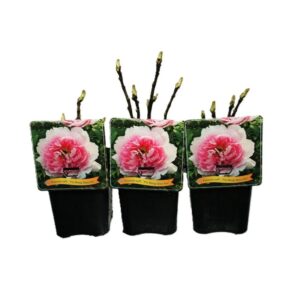 Paeonia suffruticosa Paeonia Suffruticosa 'Yin Hong Qiao Dui' C5
(1 Plants/Order)(21cmP 45cmH)