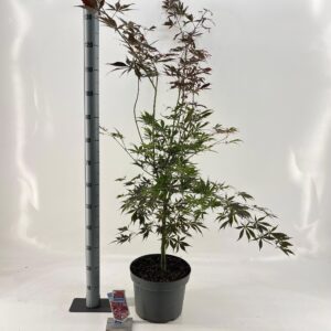 Acer palmatum Sumi-nagashi Acer pal. ‘Sumi-nagashi’
(1 Plants/Order)(29cmP 60cmH)
