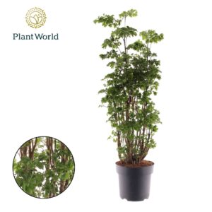 Polyscias Roble Polyscias Roble busch
(1 Plants/Order)(21cmP 75cmH)