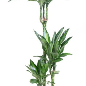 Dracaena Cintho Dracaena Cintho 60-30-15
(1 Plants/Order)(21cmP 110cmH)