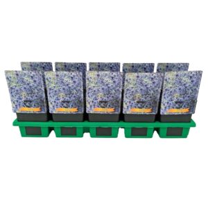 Eryngium planum Eryngium 'Victory Blue' P11
(10 Plants/Order)(11cmP 25cmH)