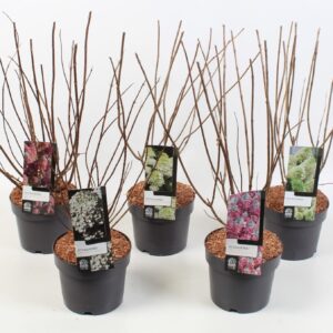 Hydrangea paniculata Hydrangea Paniculata 'Mix ' 17 cm
(1 Plants/Order)(17cmP 45cmH)