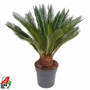 Cycas revoluta Cycas Revoluta P24
(1 Plants/Order)(24cmP 80cmH)