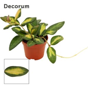 Hoya burtoniae 6 cm Variegata
(20 Plants/Order)(6cmP 7cmH)