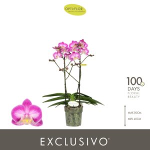 Phalaenopsis Multiflora Exclusivo Cupido 2 spike
(4 Plants/Order)(12cmP 45cmH)