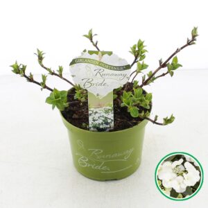 Hydrangea macrophylla other Hydrangea hybr. 'Runaway Bride'® C2 (17cm.)
(6 Plants/Order)(17cmP 30cmH)