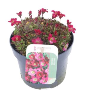 Saxifraga Touran Scarl Saxifraga Touran Scarlet
(10 Plants/Order)(13cmP 15cmH)