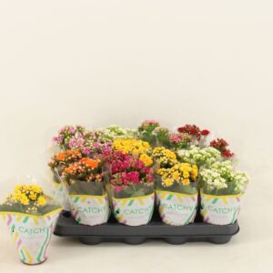 Kalanchoe Calandiva Double mix
(16 Plants/Order)(8cmP 15cmH)
