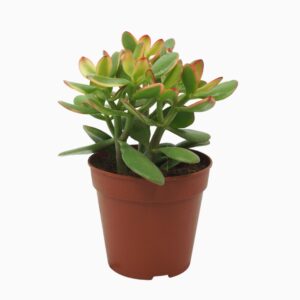 Crassula Sunset Crassula sunset 12 cm
(8 Plants/Order)(12cmP 20cmH)