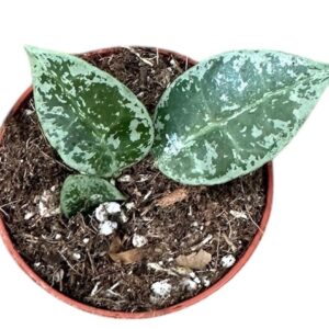 Hoya Hoya Lacunosa Snow Leopard
(20 Plants/Order)(6cmP 8cmH)