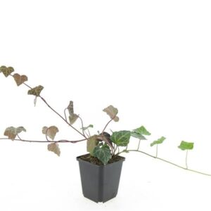 Hedera helix Woerner Hedera hel. 'Woerner'
(12 Plants/Order)(9cmP 5cmH)