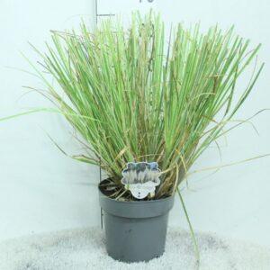 Cortaderia other Cortaderia minipampas 'Mini silver Pampas' P23
(1 Plants/Order)(23cmP 65cmH)