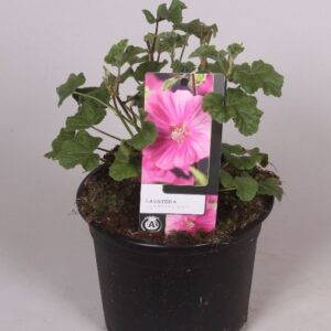 Lavatera Lavatera 'Burgundy wine' 17 cm
(1 Plants/Order)(17cmP 15cmH)