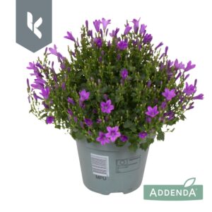 Campanula portenschlagiana Ambella Campanula Ambella Intens Purple
(5 Plants/Order)(15cmP 25cmH)