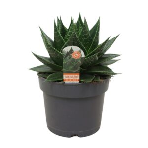Aloe Cosmo Aloë Cosmo 17 cm met etiket
(3 Plants/Order)(17cmP 25cmH)